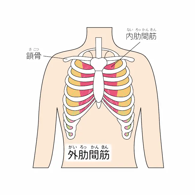 肋間神経痛の画像