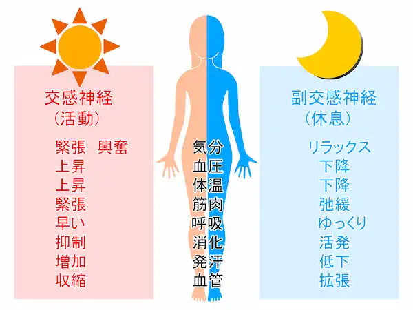 交感神経と副交感神経の役割